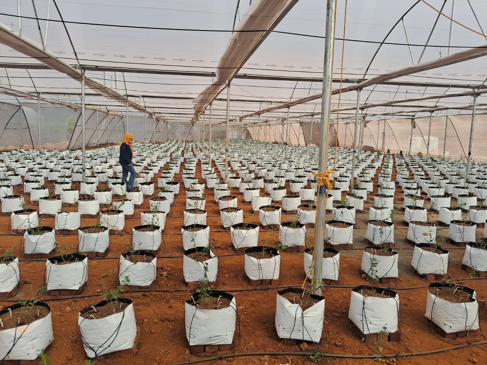 Blueberry Hydroponic - Bhor
